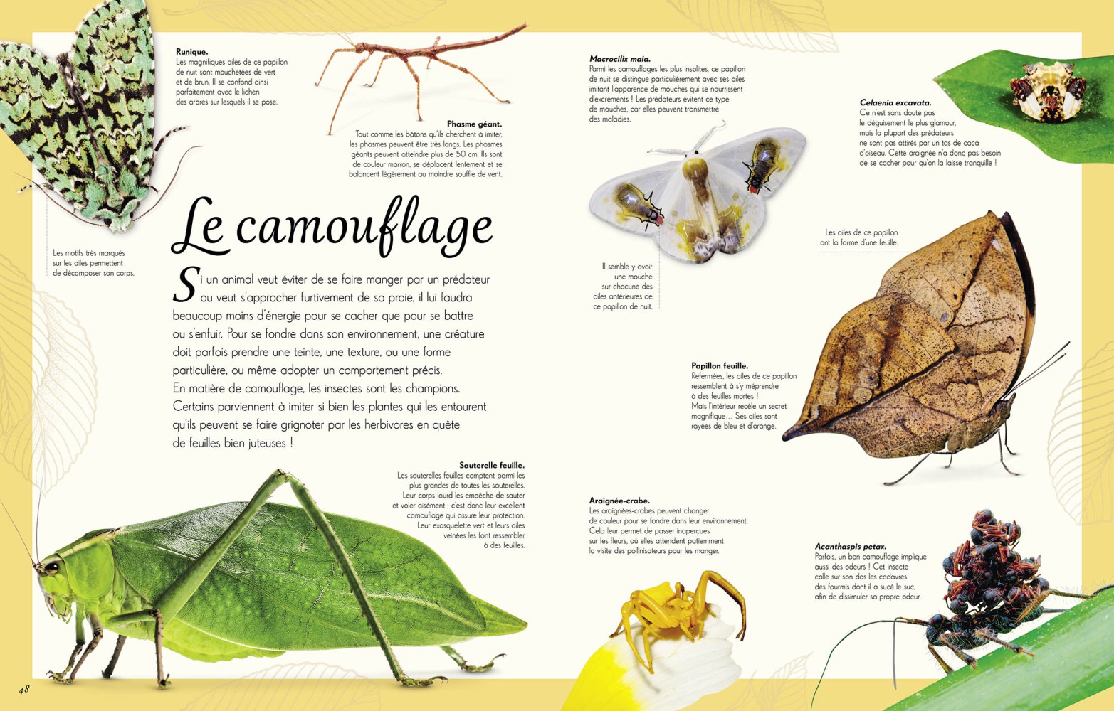 L'anthologie Illustrée Des Insectes Étonnants Et Autres Petites Bêtes